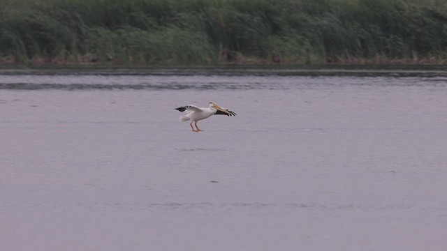 American White Pelican - ML471735861