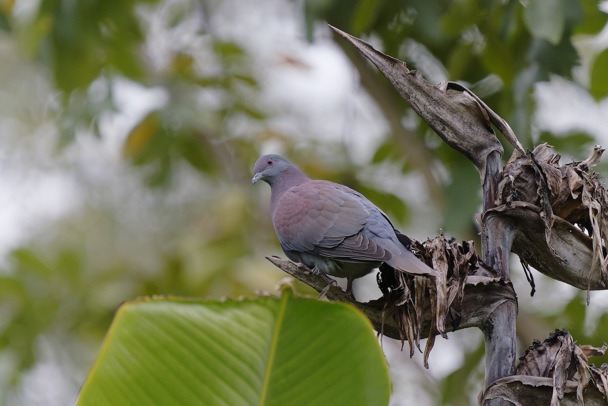 Pale-vented Pigeon - ML471735911