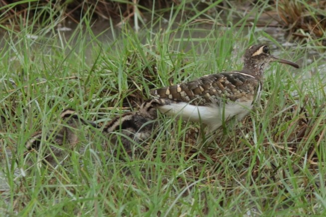 Greater Painted-Snipe - ML471736071