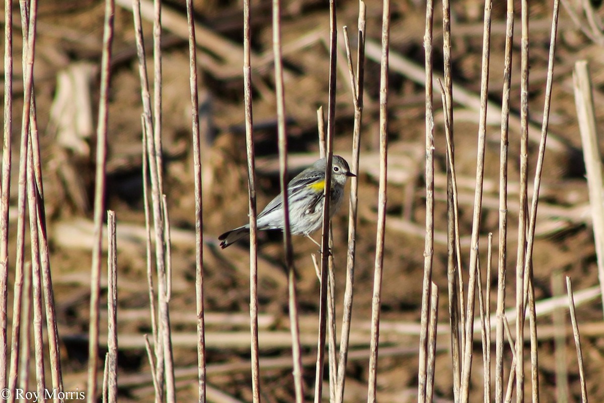 Yellow-rumped Warbler (Myrtle) - ML47173631
