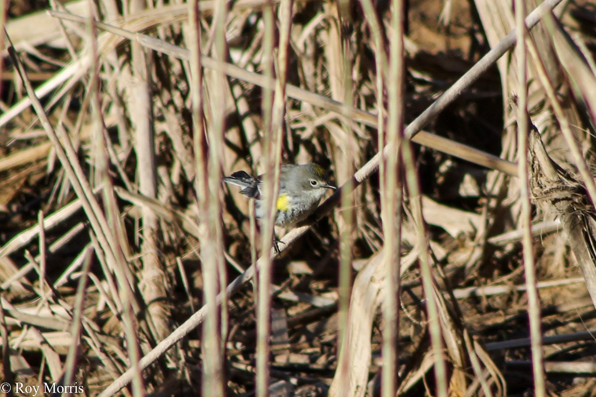 Yellow-rumped Warbler (Myrtle) - ML47173641