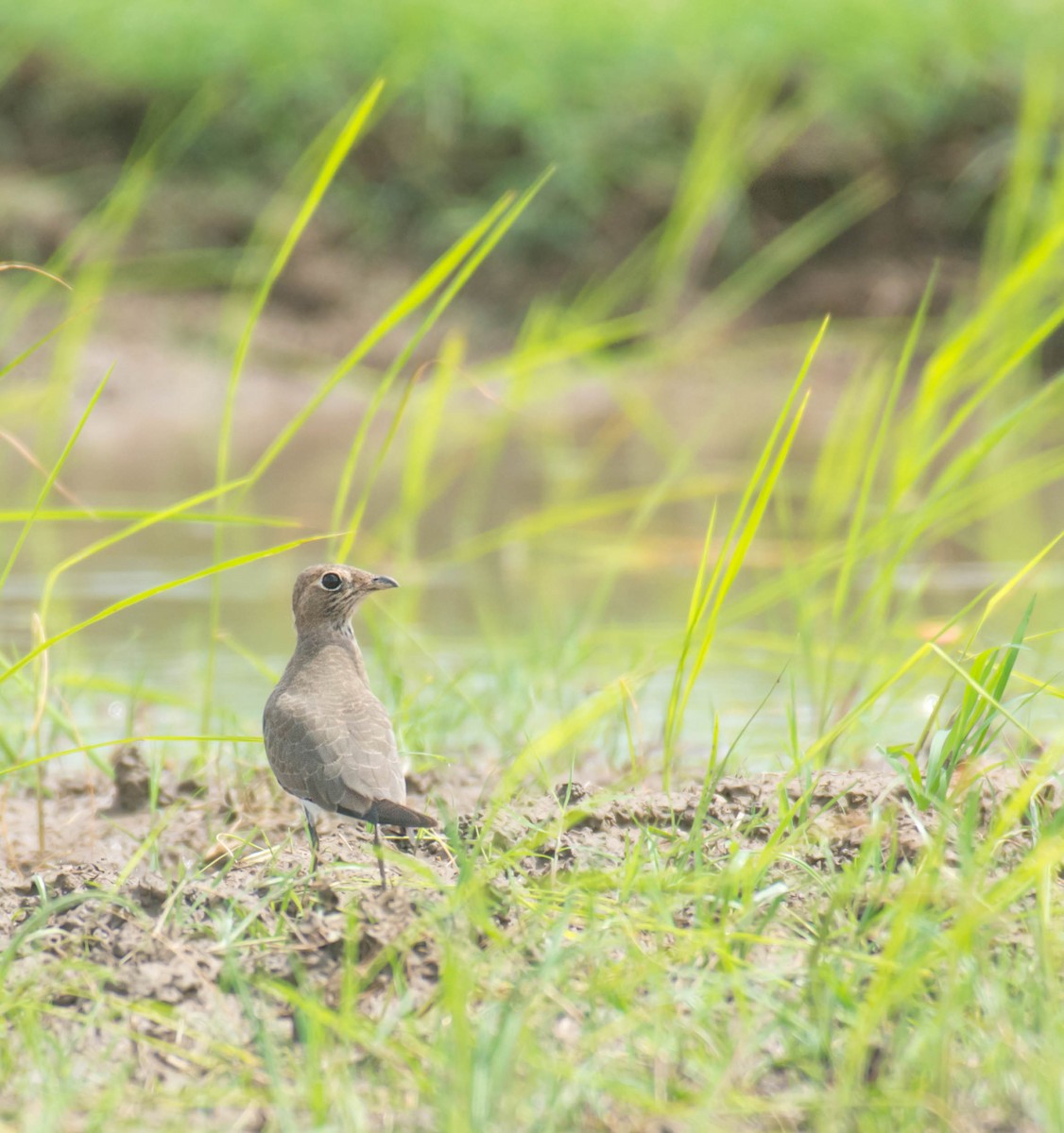 Oriental Pratincole - ML471737521