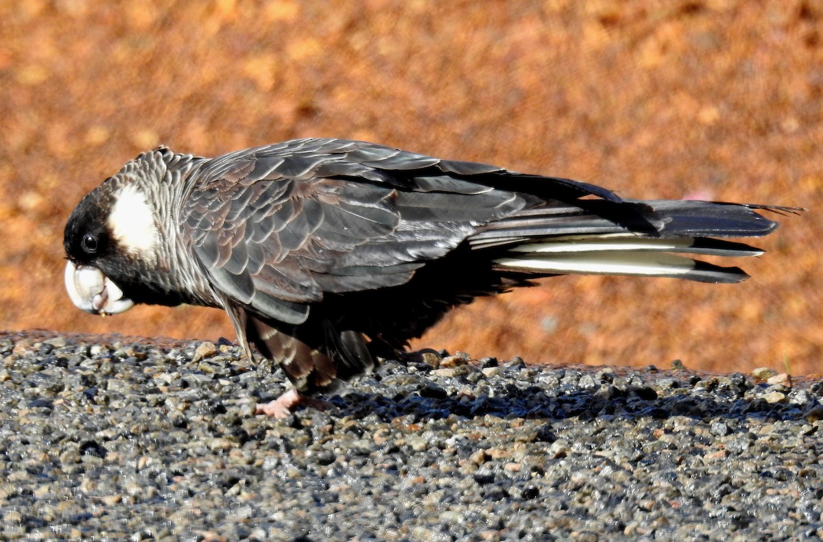 Carnaby's Black-Cockatoo - ML471738101