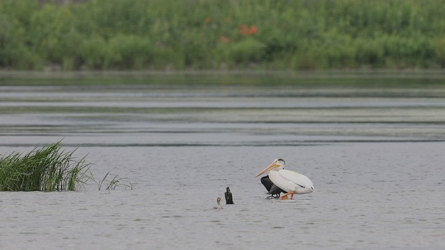 American White Pelican - ML471738151