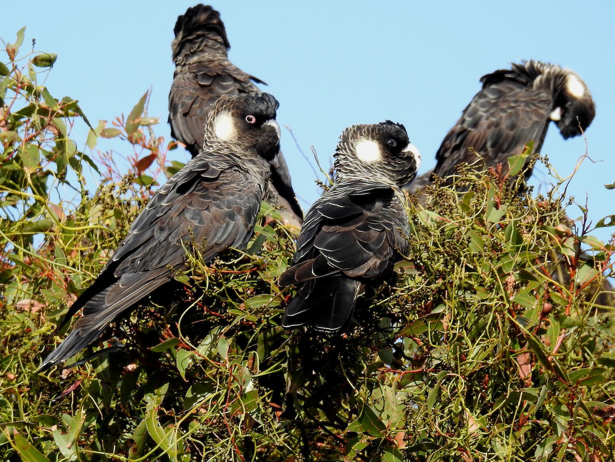 Carnaby's Black-Cockatoo - ML471738181