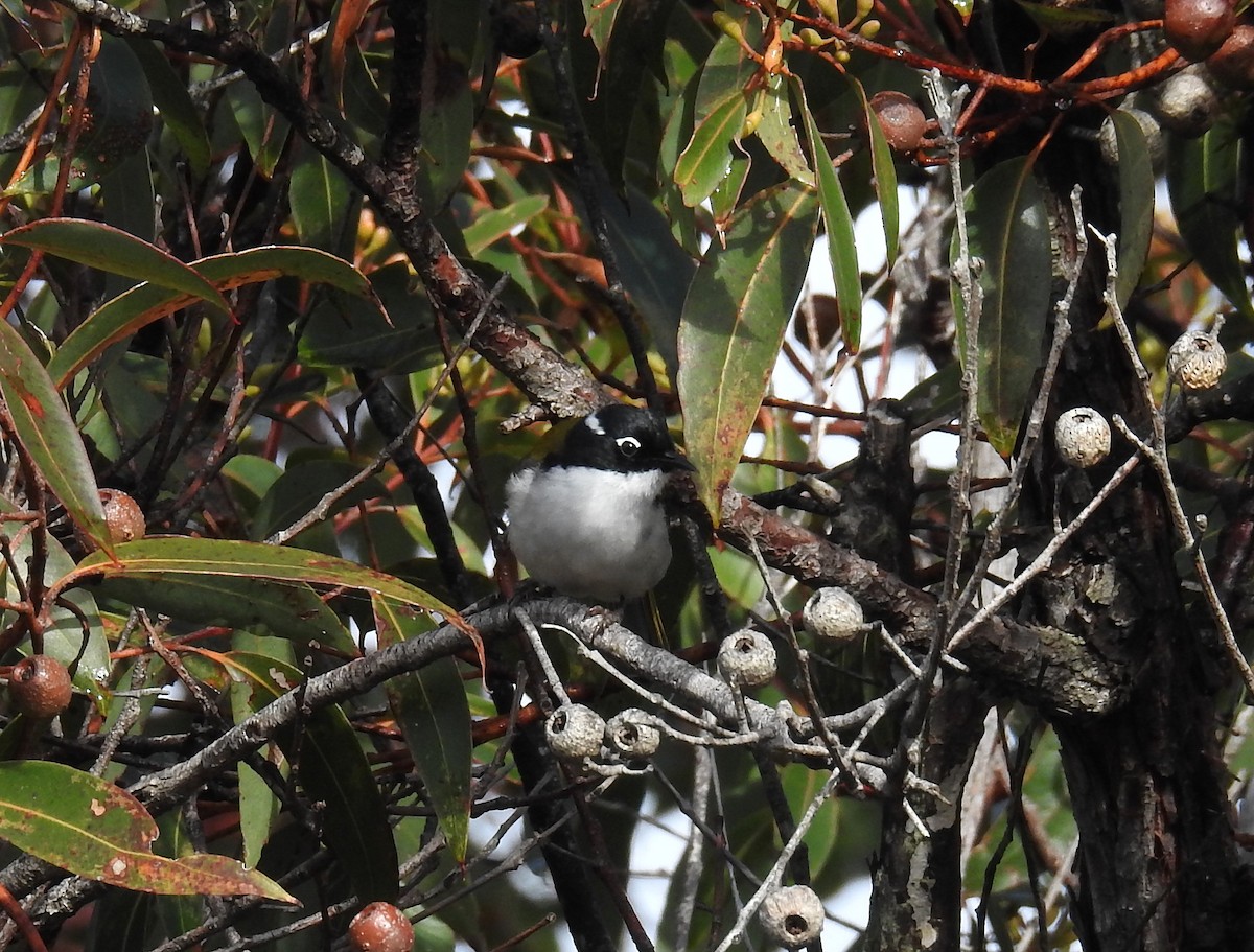 Gilbert's Honeyeater - ML471738191