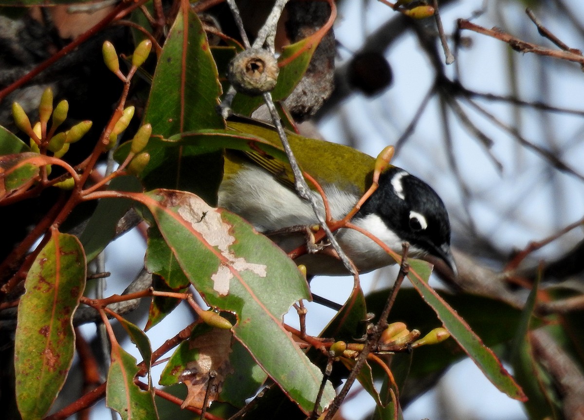 Gilbert's Honeyeater - ML471738201