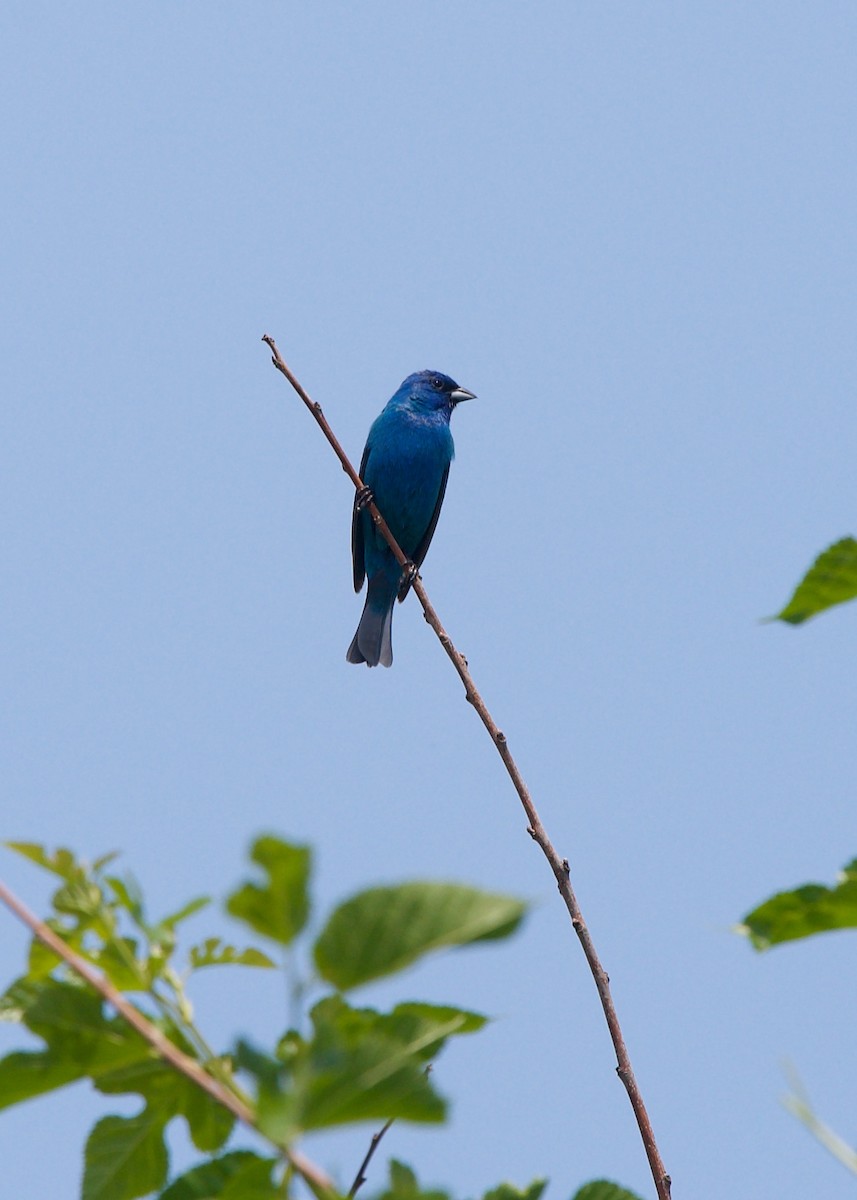 Indigo Bunting - ML471738281