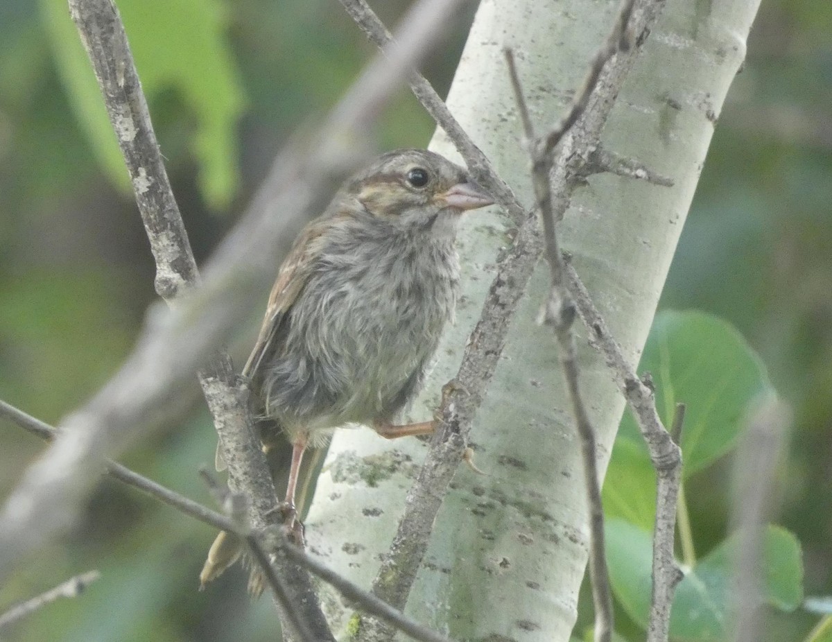 Song Sparrow - ML471738591