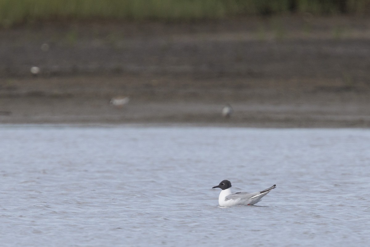 Bonaparte's Gull - ML471739411