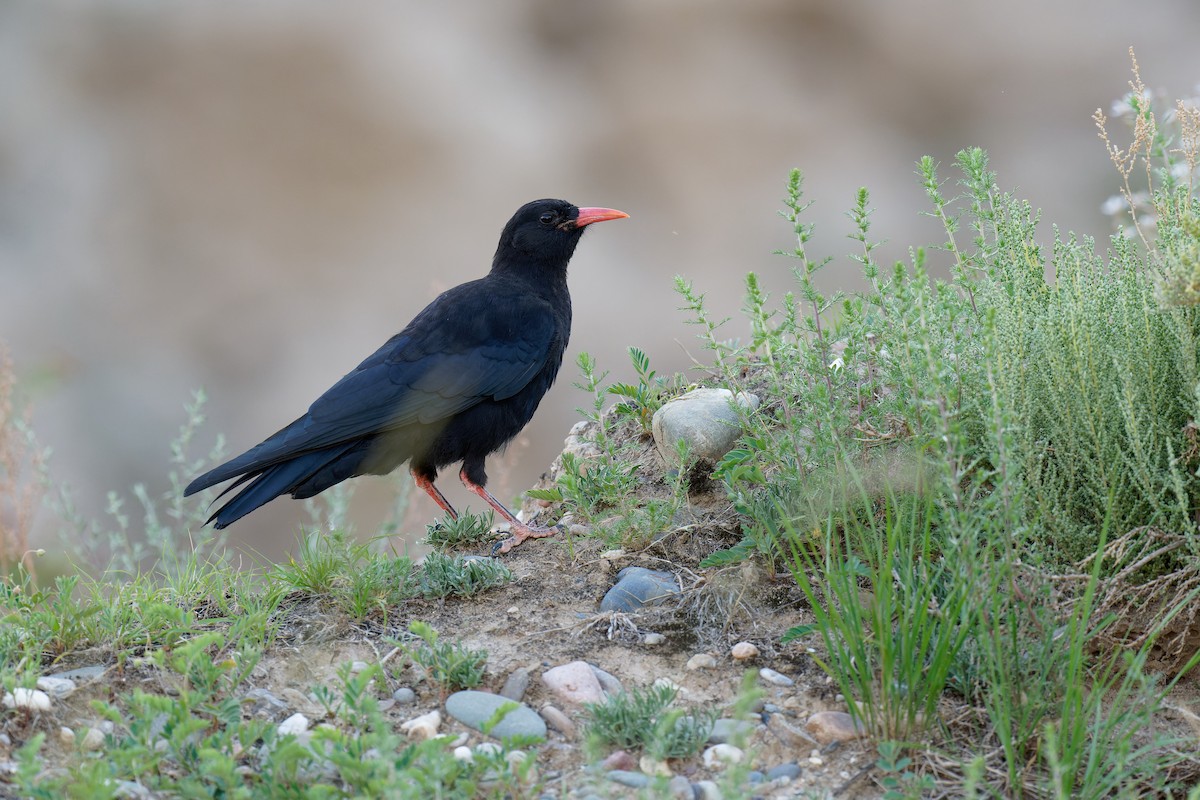 Red-billed Chough (Red-billed) - Vincent Wang
