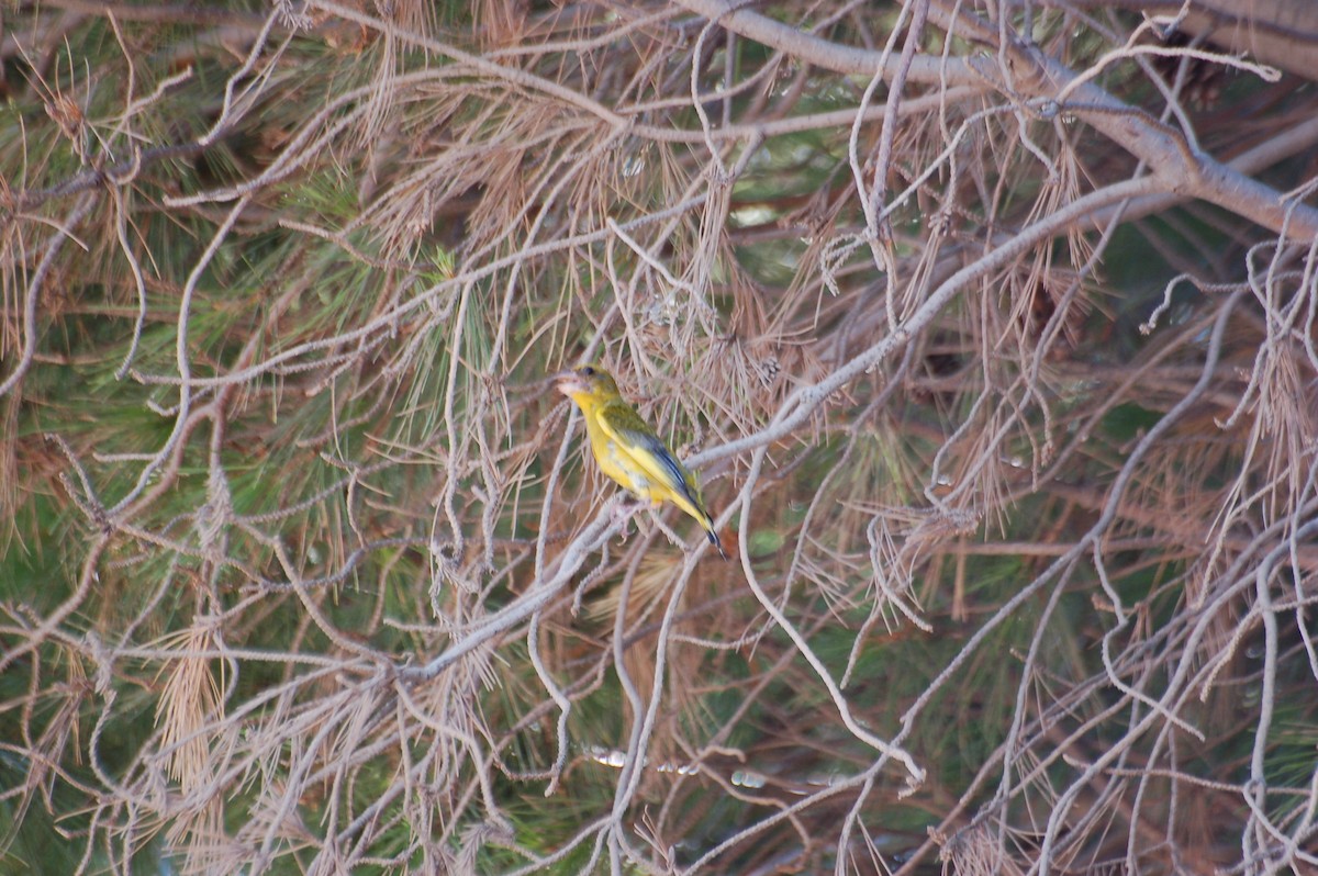 European Greenfinch - ML471742141