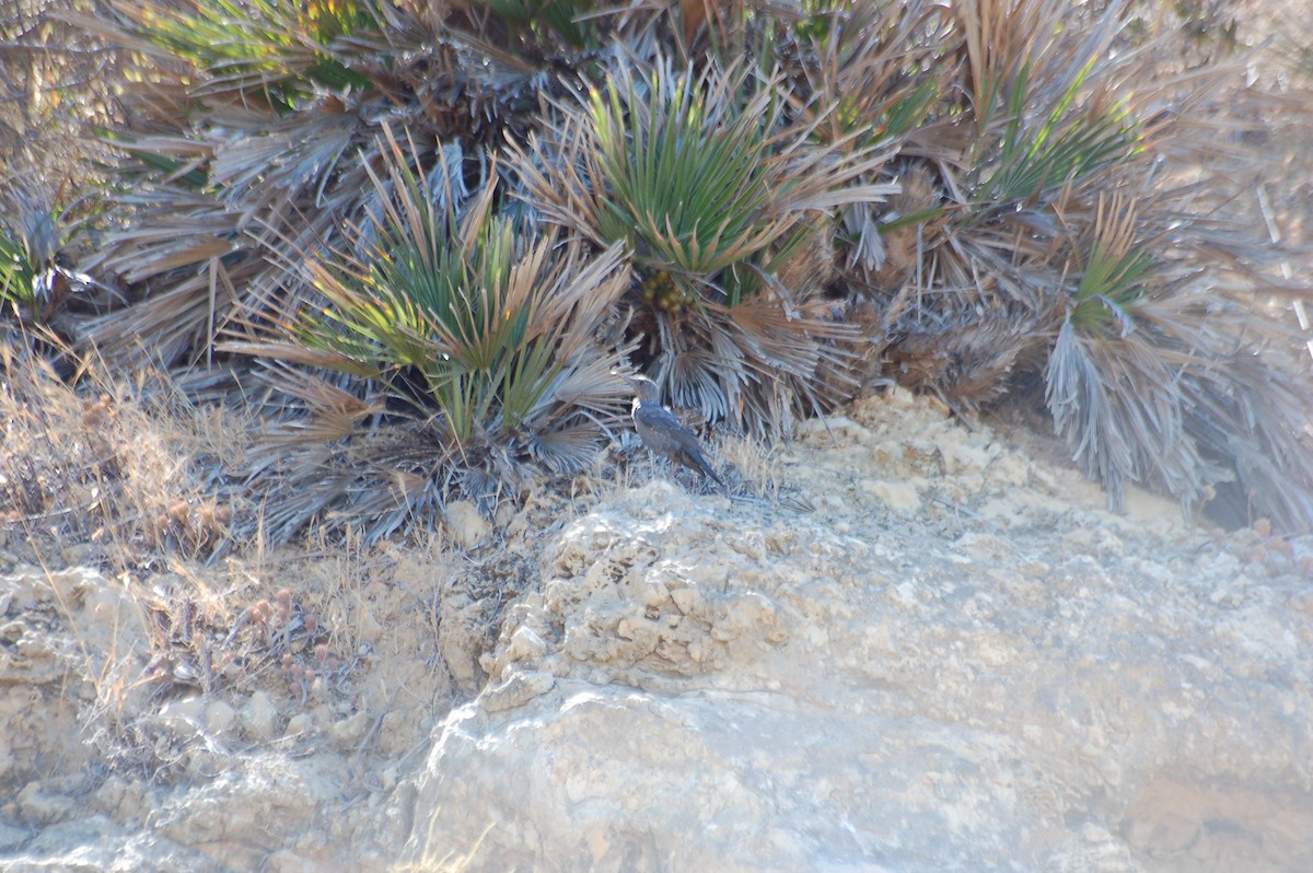 Blue Rock-Thrush - ML471742221