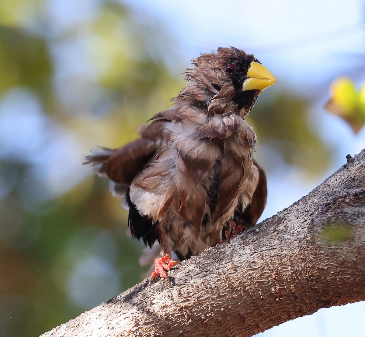 Masked Finch - ML471744911