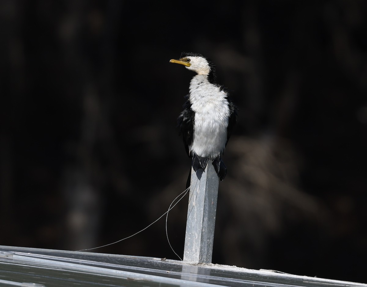 Little Pied Cormorant - Andy Gee