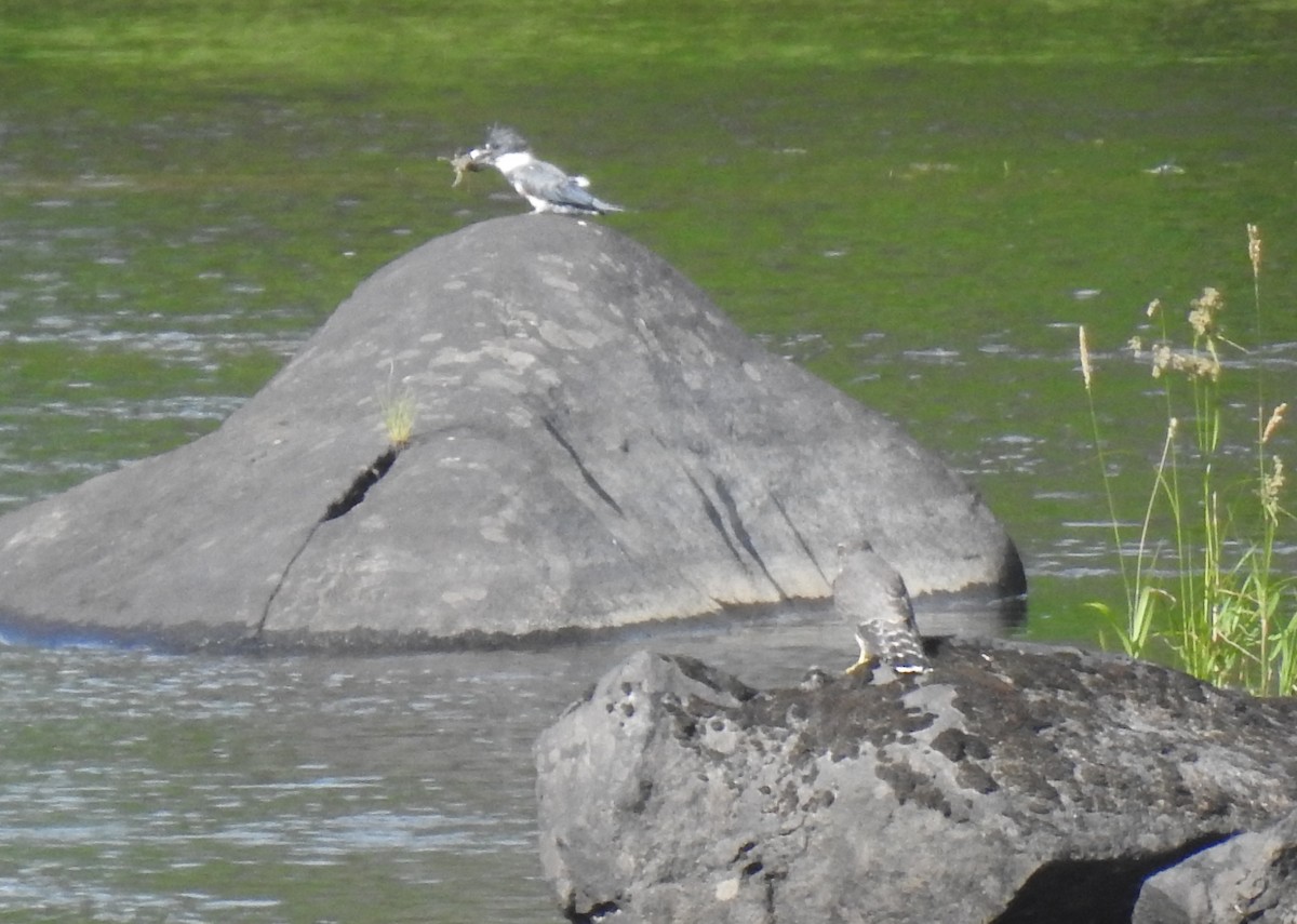 Belted Kingfisher - ML471746251