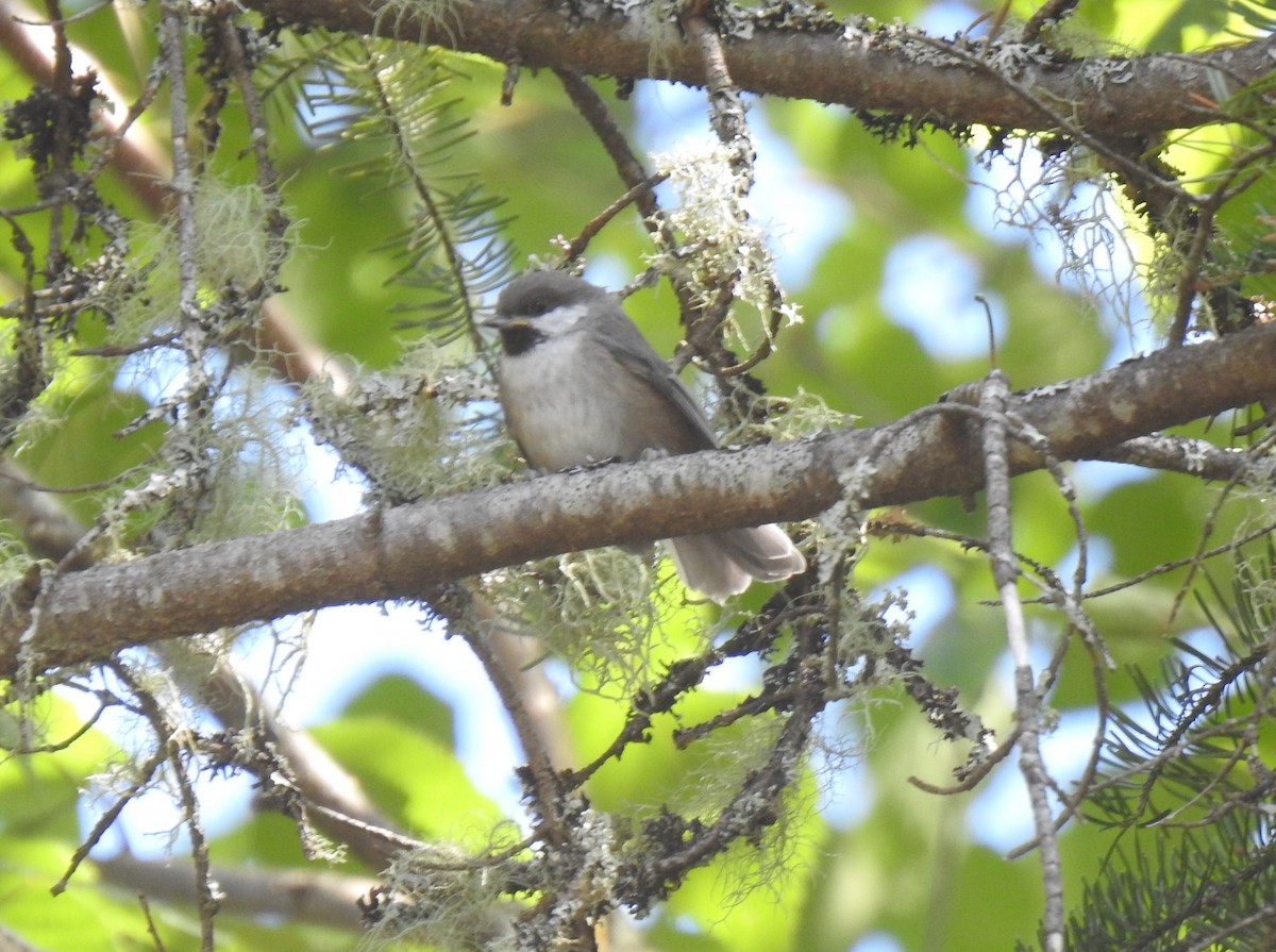 Boreal Chickadee - ML471747501