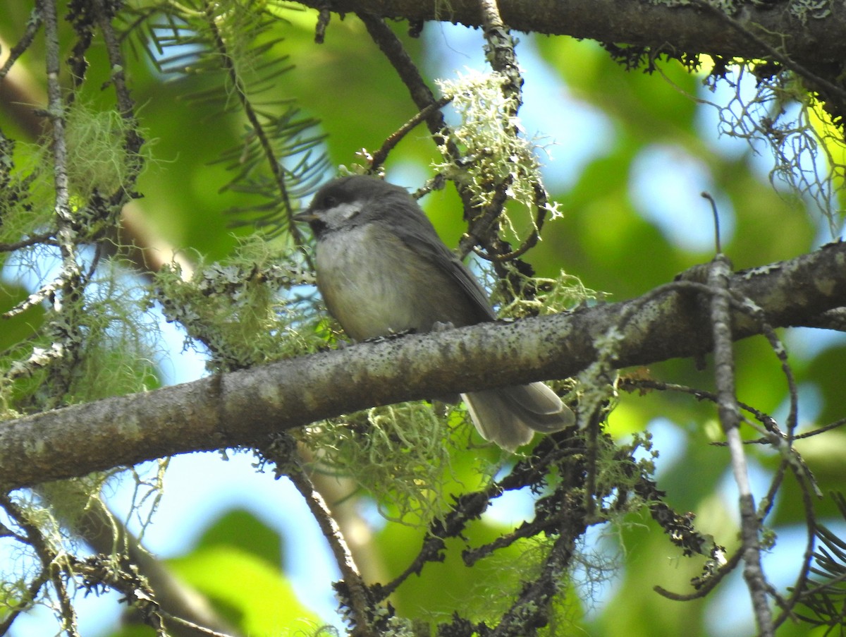 Boreal Chickadee - ML471747521