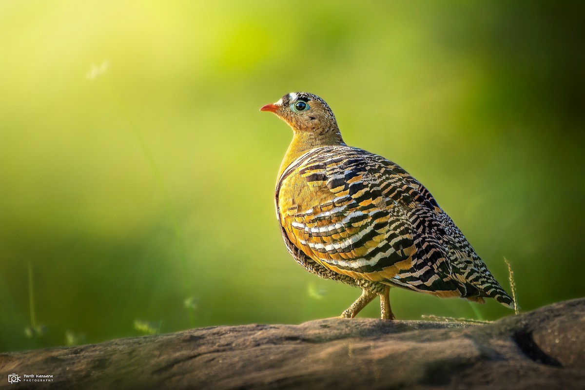 Painted Sandgrouse - ML471747711