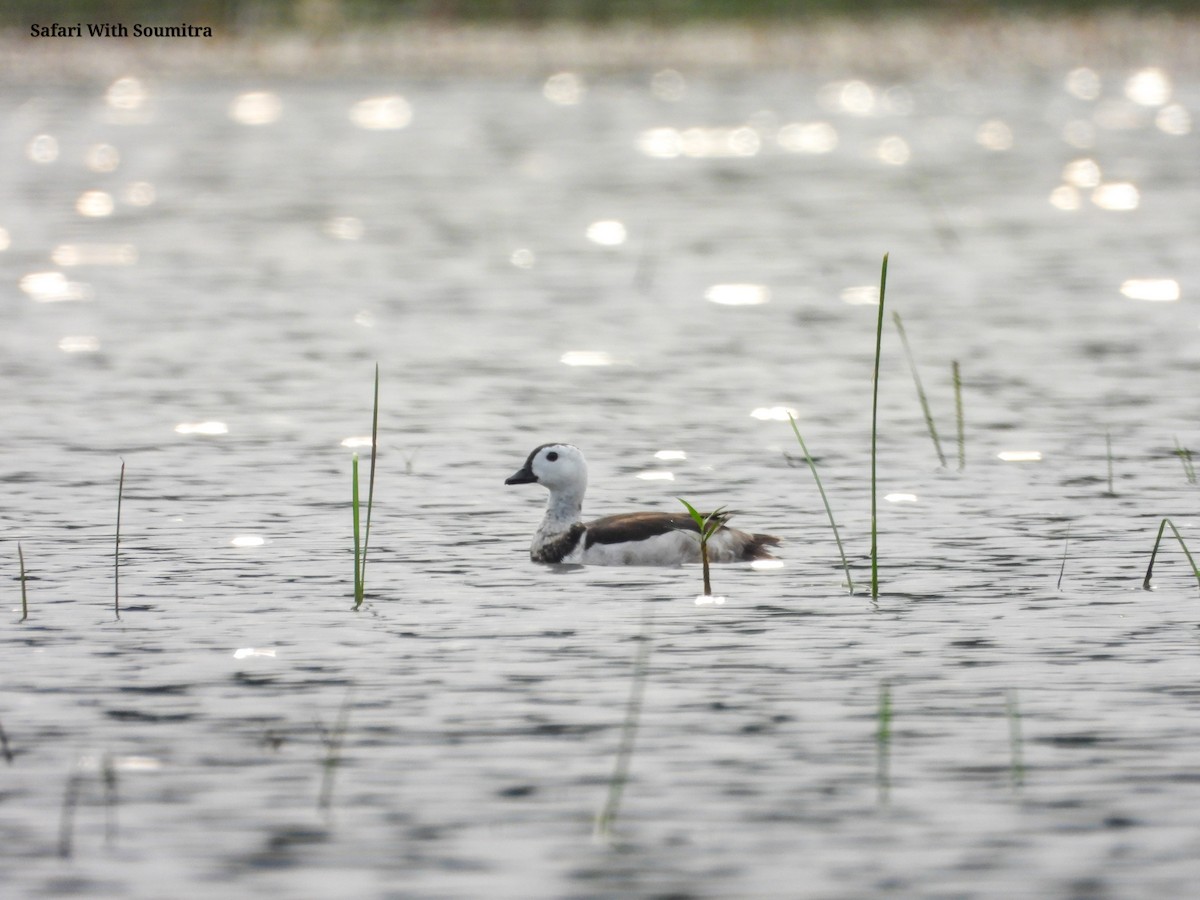 Cotton Pygmy-Goose - ML471747761