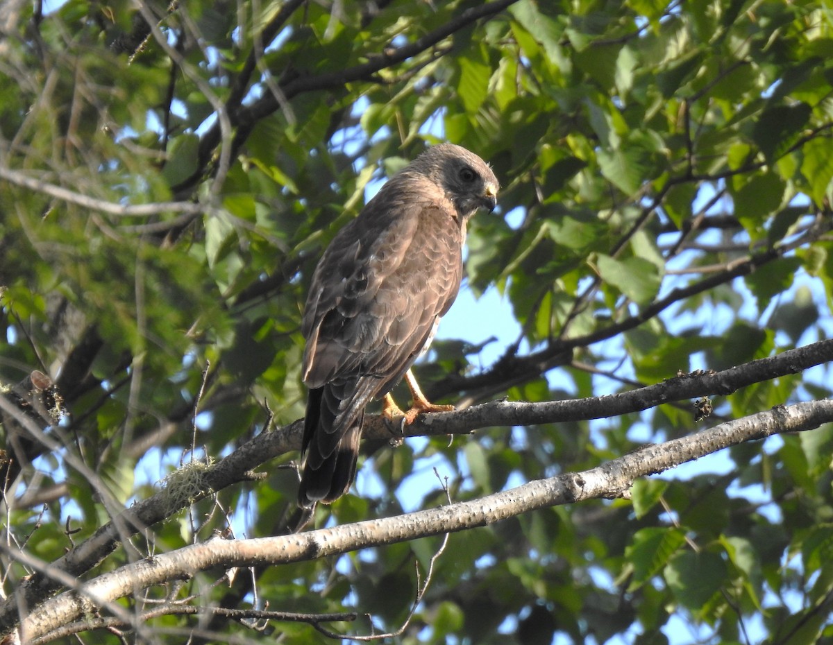 Broad-winged Hawk - ML471747801