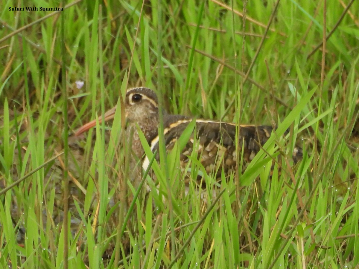 Greater Painted-Snipe - ML471748261