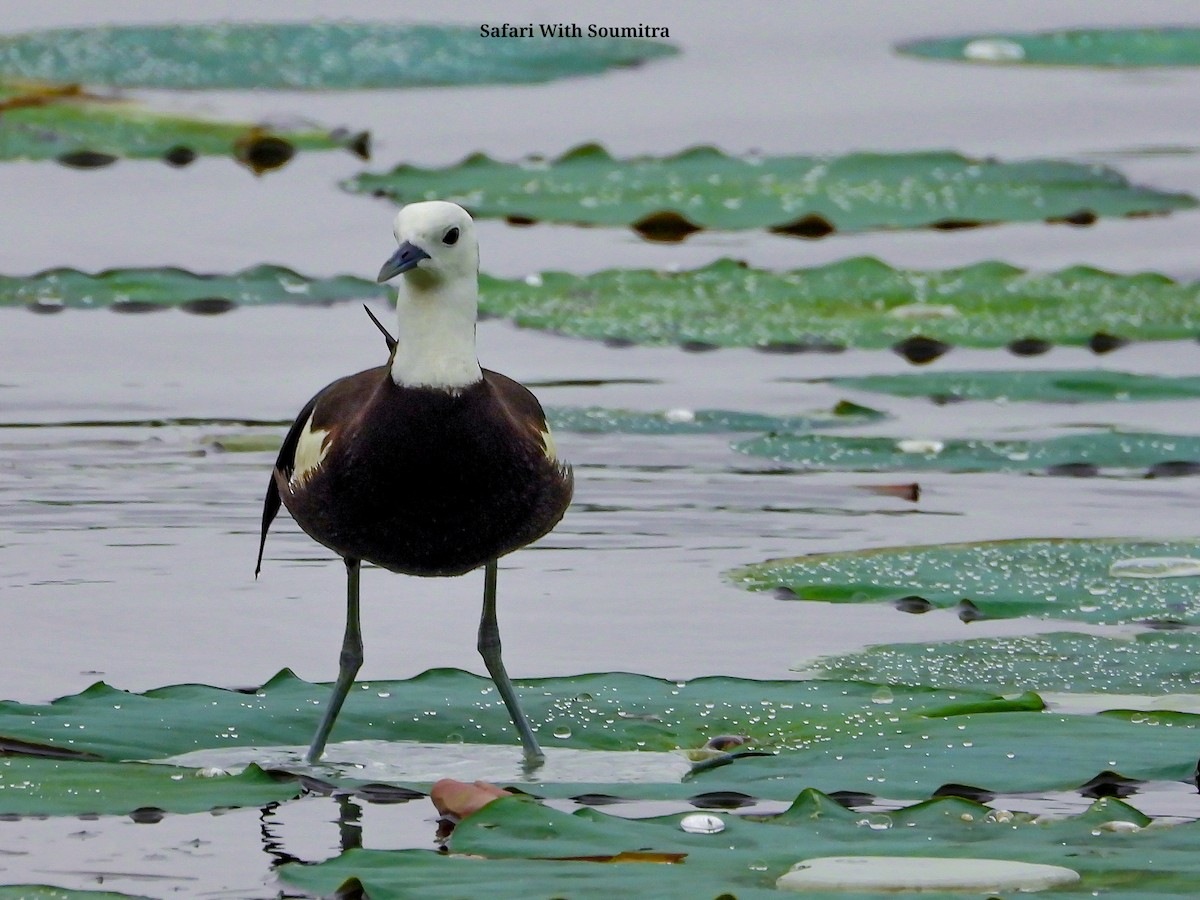 Pheasant-tailed Jacana - ML471748331