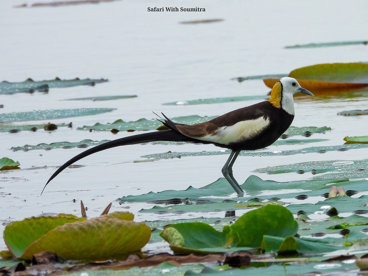 Pheasant-tailed Jacana - ML471748361