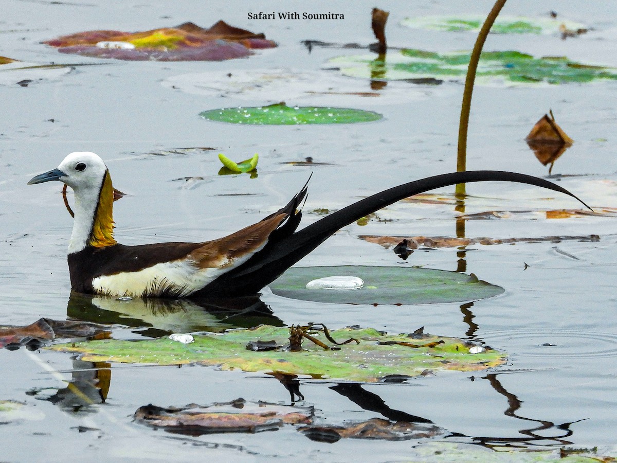 Pheasant-tailed Jacana - ML471748431