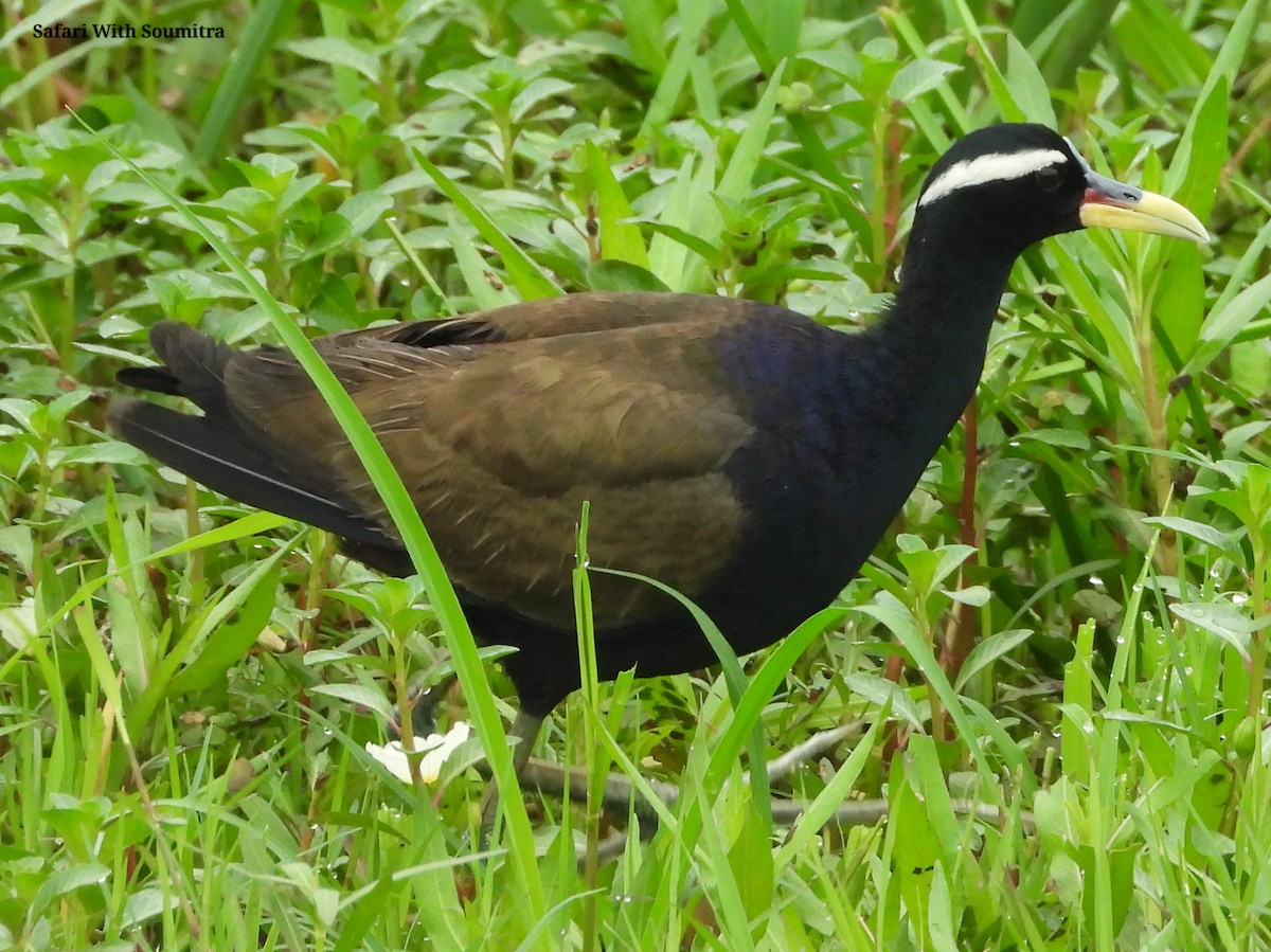 Bronze-winged Jacana - ML471748441