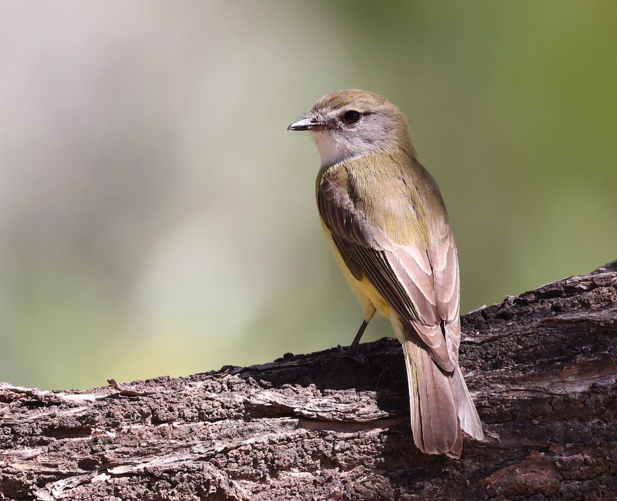 Lemon-bellied Flyrobin - ML471748671