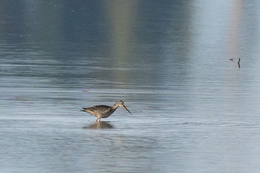 Spotted Redshank - ML471748861