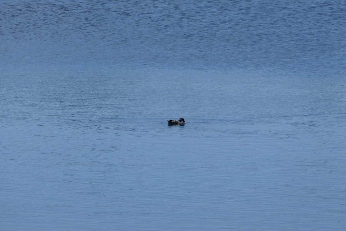 Green-winged Teal - ML471748961