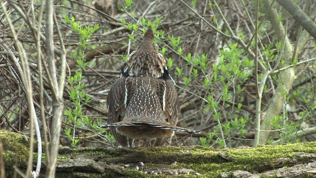 Ruffed Grouse - ML471749