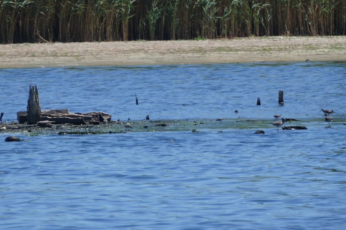 Greater Yellowlegs - ML471749311