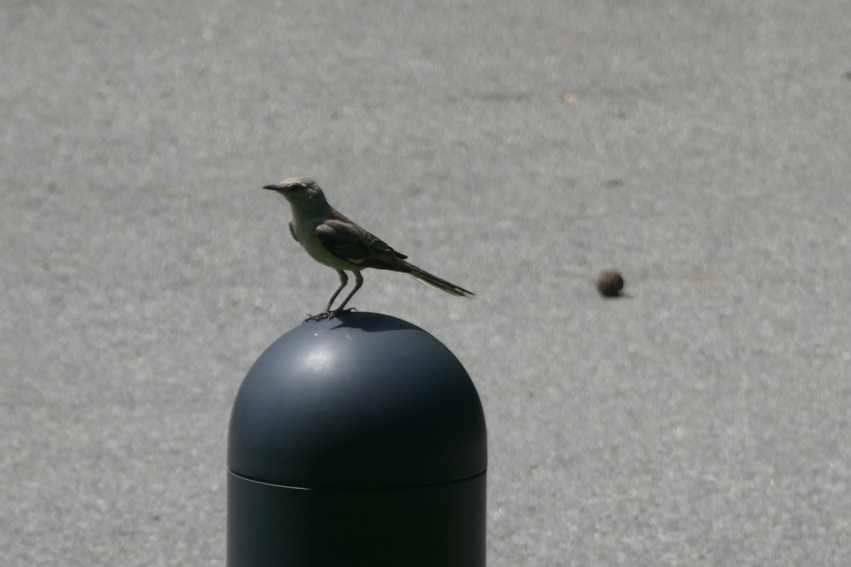 Northern Mockingbird - ML471749711