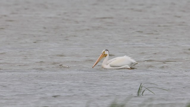 American White Pelican - ML471750161