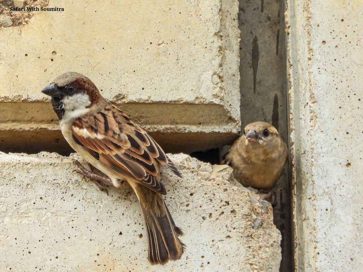 House Sparrow - ML471750351