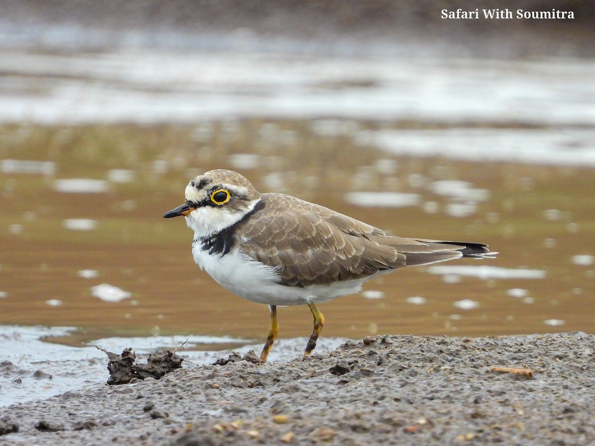 Little Ringed Plover - ML471750691