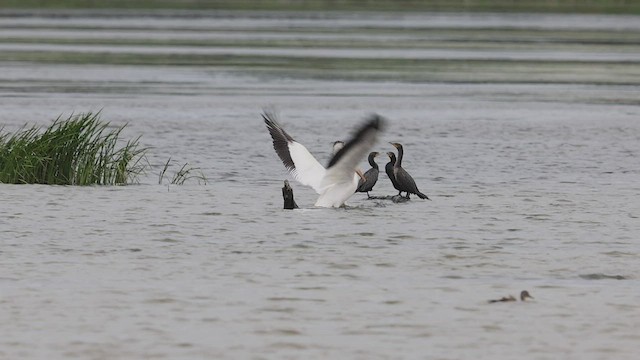 American White Pelican - ML471750811