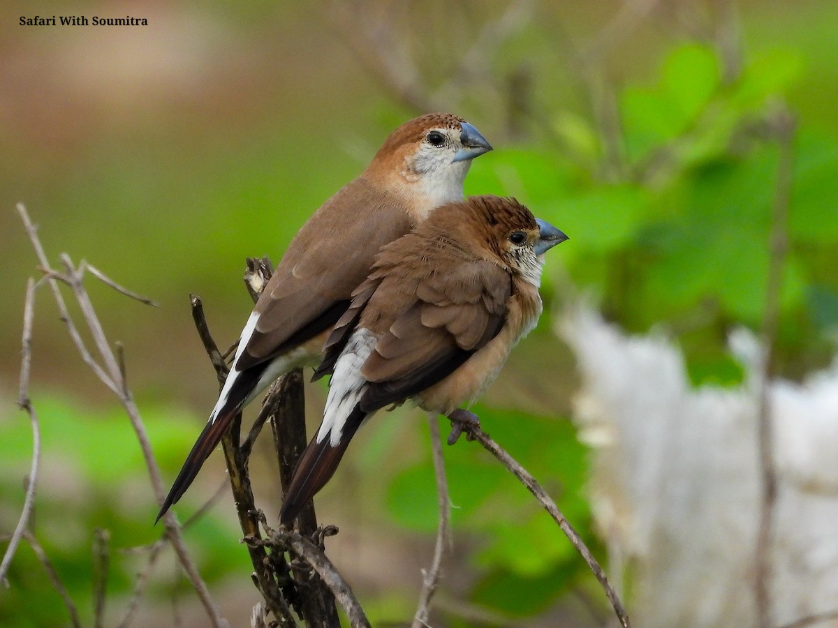 Indian Silverbill - ML471751021