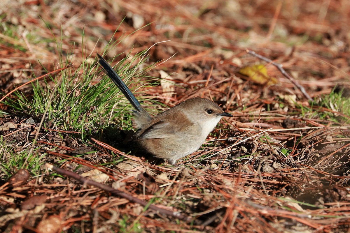 Superb Fairywren - ML471751181