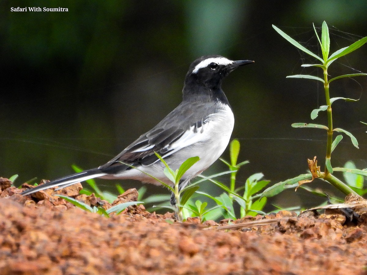 White-browed/White Wagtail - ML471751311