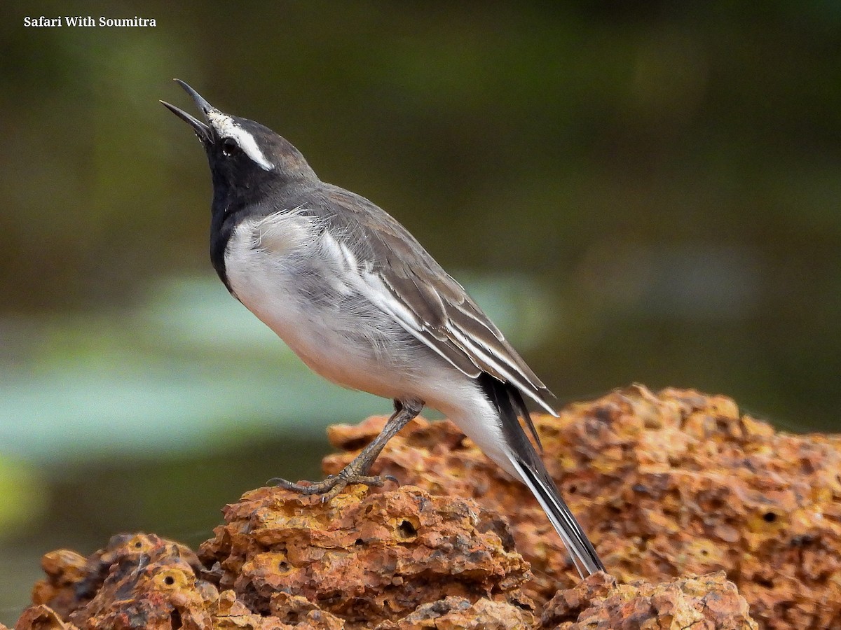White-browed/White Wagtail - ML471751331