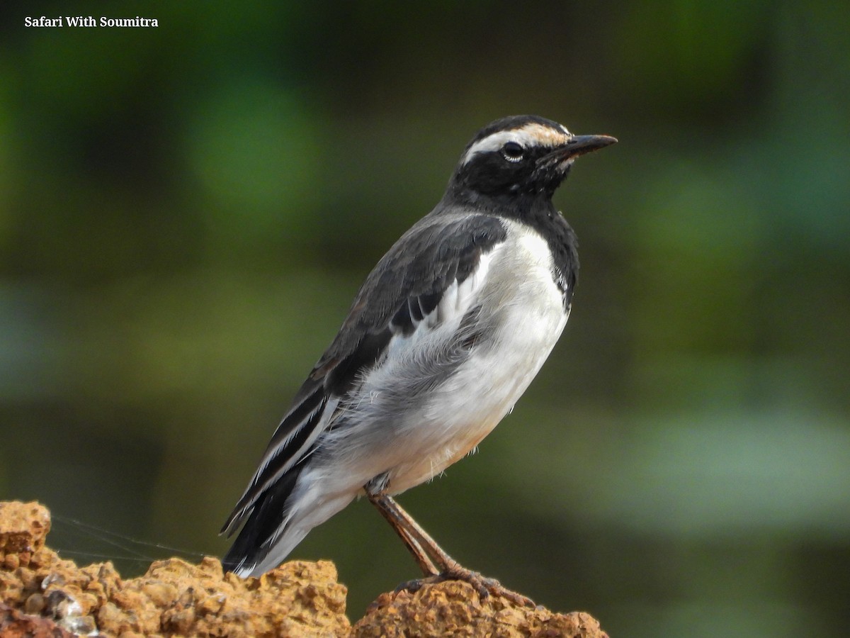 White-browed/White Wagtail - ML471751371
