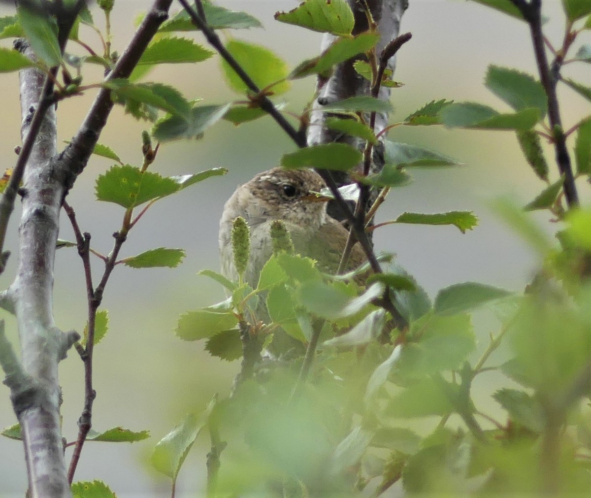 Eurasian Wren - ML471751381