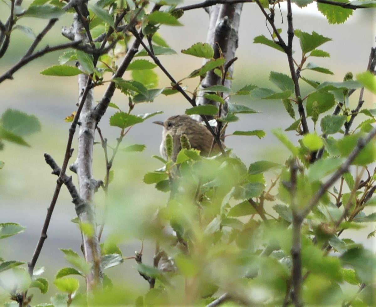 Eurasian Wren - ML471751391