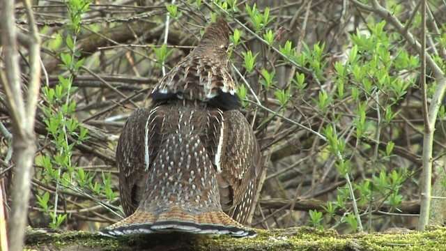 Ruffed Grouse - ML471752