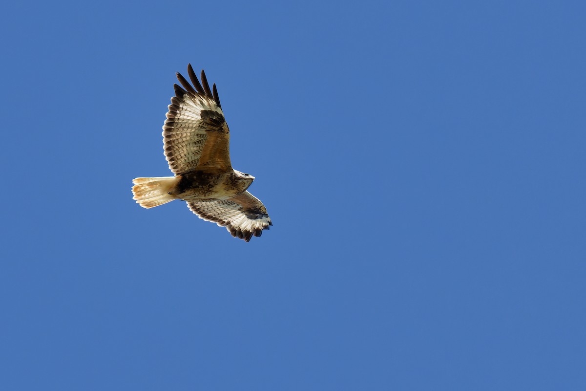 Upland Buzzard - ML471752701