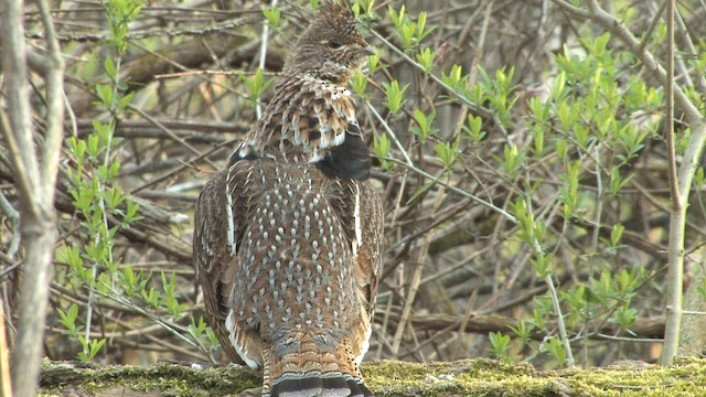 Ruffed Grouse - ML471753